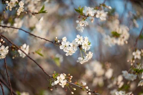 Cherry tree blooming in spring Stock Photos