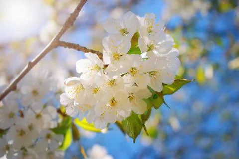 Cherry tree blooming in the springtime, blue sky and sunlight Stock Photos