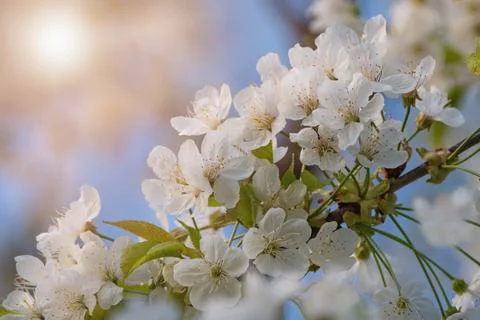 Cherry tree blooming in the springtime Stock Photos