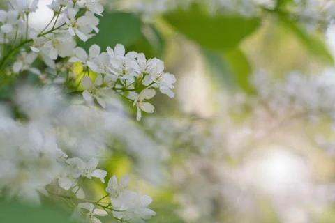 Cherry tree blooming in the springtime Stock Photos