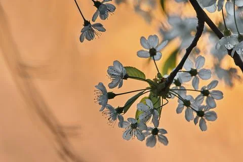 Cherry tree blooming in the springtime, sunset photo Stock Photos