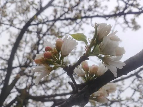 Cherry tree blooms on a cloudy day Stock-Fotos