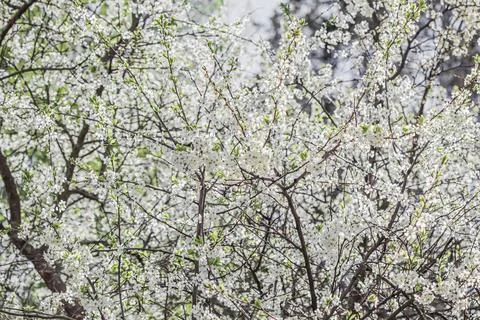 Cherry tree blooms in spring. Beautiful white flowers. Nature background Stock Photos