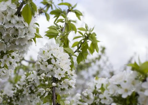 The cherry tree blooms in spring Stock Photos