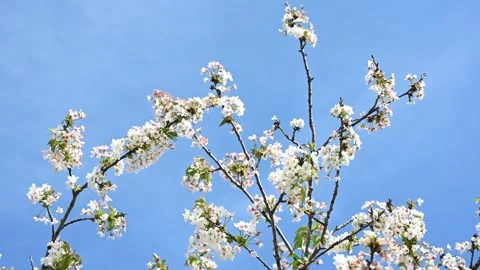 The cherry tree blooms in the spring. White flowers on branches. Stock Footage 271211893