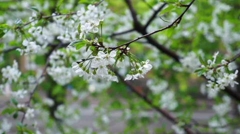 Cherry tree blooms white flowers near the road. Macro Stock Footage 37347435