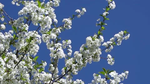 A cherry tree blooms with white flowers Stock Footage 154125248