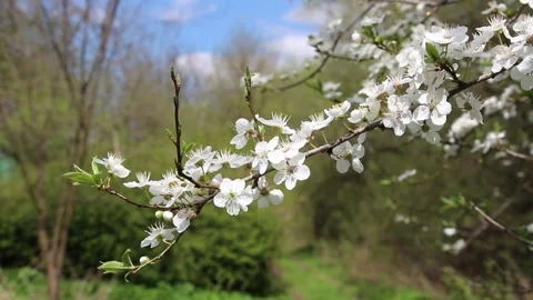 Cherry tree blooms with white flowers and sways in the wind on a sunny day Stock Footage 154359473