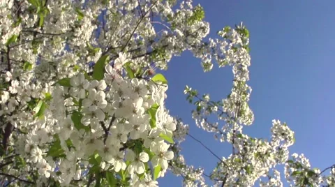 Cherry tree blossom against the blue sky. Video stock 62941194