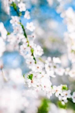 Cherry tree blossom and blue sky, white flowers as nature background Stock Photos