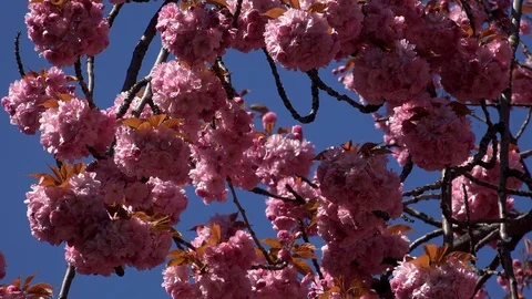 Cherry Tree blossom background abstract colour springtime UK 4K Stock Footage 106986374