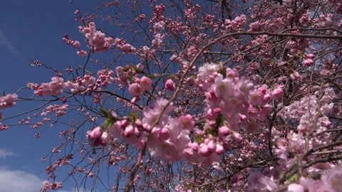 Cherry tree blossom background abstract colour springtime UK 4K Video stock 151190040