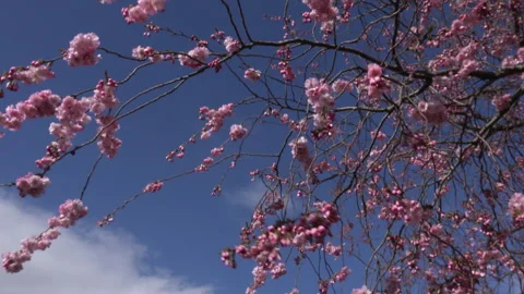 Cherry tree blossom background abstract colour springtime UK 4K Video stock 151190336
