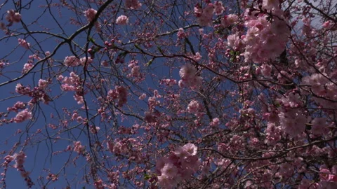 Cherry tree blossom background abstract colour springtime UK 4K Stock Footage 151190788