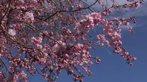 Cherry tree blossom background abstract colour springtime UK 4K Stock Footage 151208083