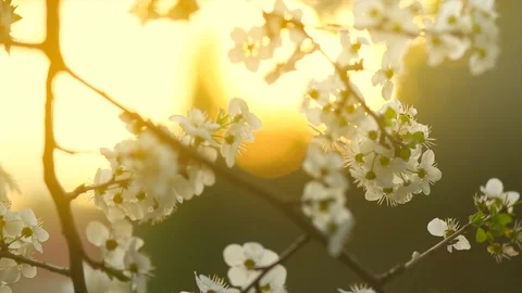 Cherry tree blossom background. Spring scene. Blooming plum trees Stock Footage 101622555