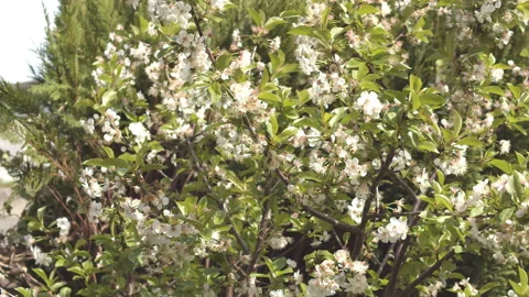 Cherry tree blossom with a bee Stock Footage 272220672