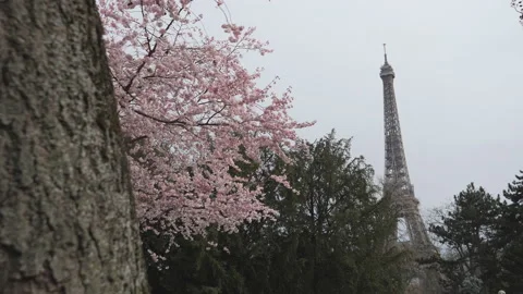 A cherry tree in blossom in the centre of Paris. Stock Footage 171882210