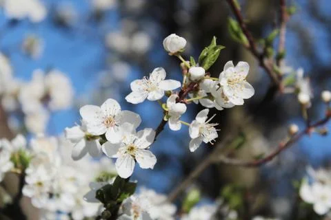 Cherry Tree Blossom Close up Spring Stock Photos