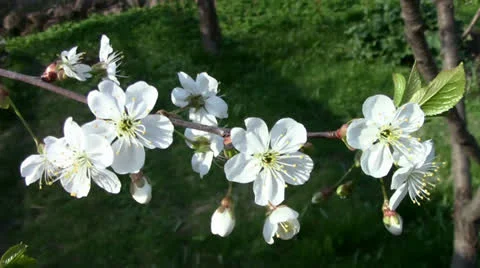 Cherry-tree blossom Stock Footage 24695608