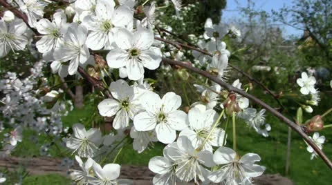 Cherry-tree in the blossom Stock Footage 24695644