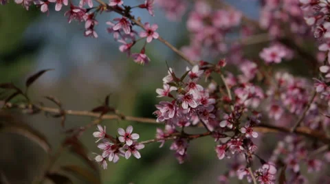 Cherry Tree in Blossom Stock Footage 35502490