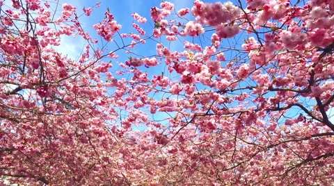 Cherry tree blossom Stock Footage 62564702