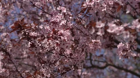 Cherry tree blossom Stock Footage 74023657