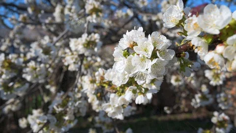 Cherry tree blossom Stock Footage 128254206