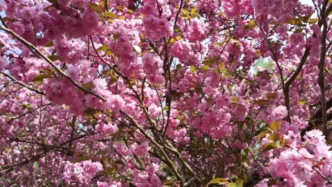 Cherry tree in blossom 스톡 동영상 136047855