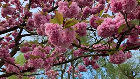 Cherry tree in blossom. Stock Footage 184987301