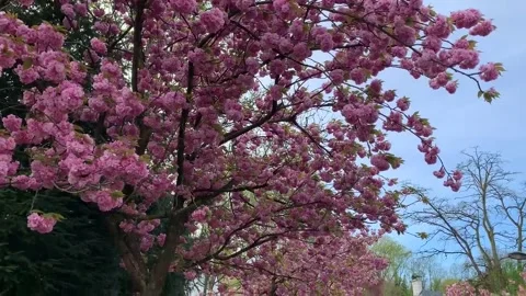 Cherry tree in blossom. Stock Footage 184988070
