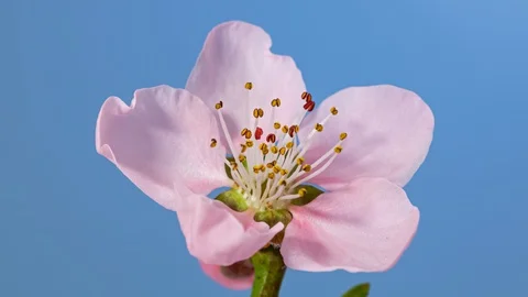 Cherry tree blossom macro timelapse Stock Footage 128179032