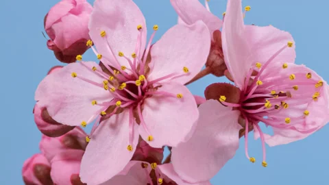 Cherry tree blossom macro timelapse Stock Footage 152042873