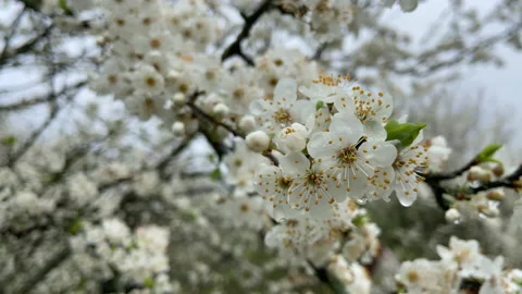 Cherry tree blossom. Many beautiful white flowers of a fruit tree, cherry Stock Footage 239632770