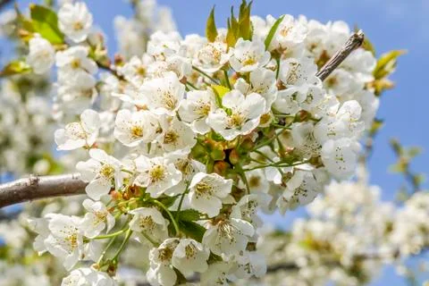 Cherry tree blossom in may Stock Photos