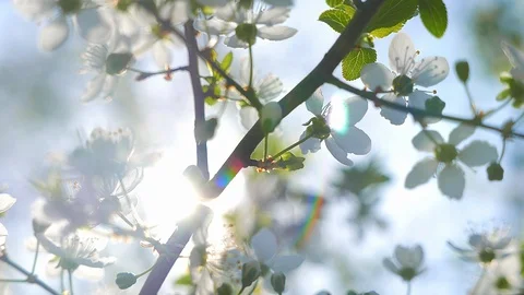 Cherry tree blossom with nice flares Stock Footage 99327110