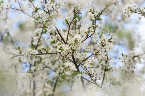 Cherry tree in blossom - nice springtime Foto stock