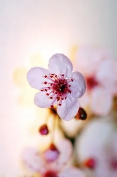 Cherry tree blossom Stock-Fotos
