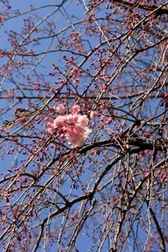 Cherry tree with blossom Stock-Fotos