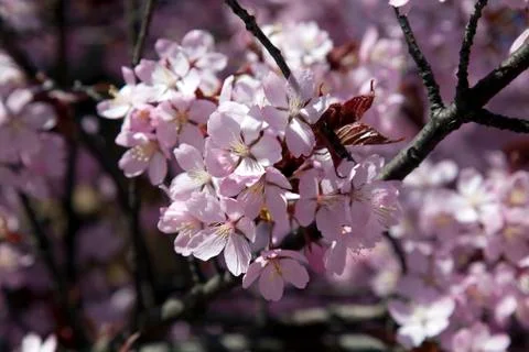 Cherry tree blossom Stock Photos