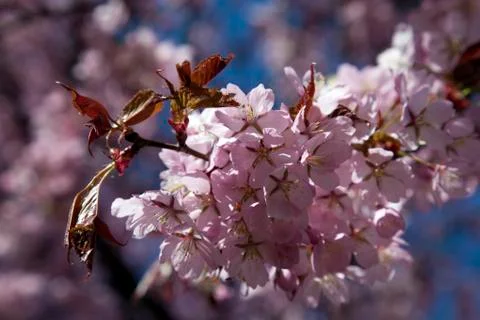 Cherry tree blossom Stock Photos