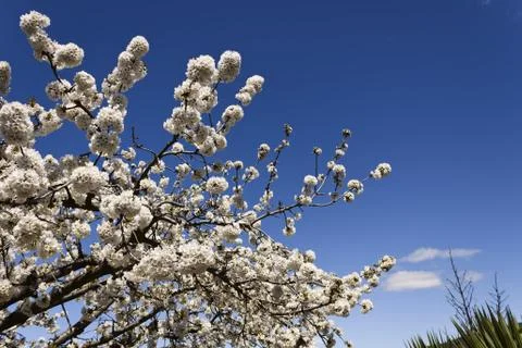 Cherry-tree blossom Stock Photos