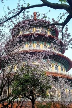 Cherry tree in blossom Stock Photos