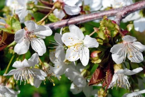 Cherry tree in blossom Stock Photos