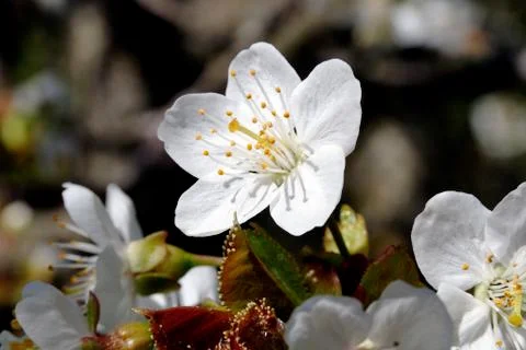 Cherry tree in blossom Stock Photos