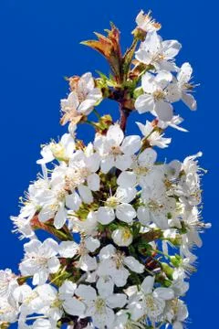 Cherry tree in blossom Stock-Fotos