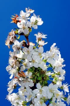 Cherry tree in blossom Foto stock