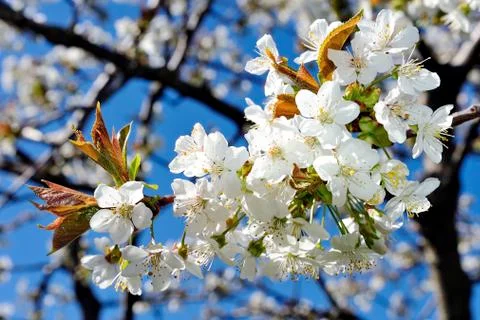 Cherry tree in blossom Foto stock