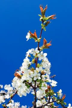 Cherry tree in blossom Stock Photos